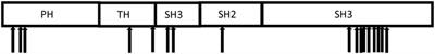 Dried Blood Spots, an Affordable Tool to Collect, Ship, and Sequence gDNA from Patients with an X-Linked Agammaglobulinemia Phenotype Residing in a Developing Country